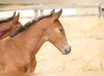Zangersheider, Stallion, 1 year, 16 hh, Brown