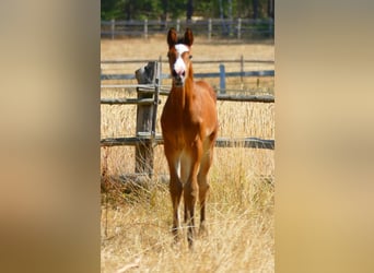 Zangersheider, Stallion, 1 year, 16 hh, Brown
