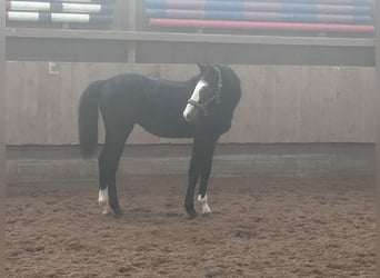 Zangersheider, Stallion, 1 year, 16 hh, Gray