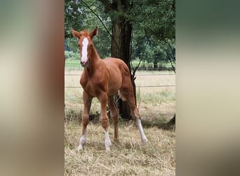 Zangersheider, Stallion, 1 year, 16,1 hh, Chestnut-Red