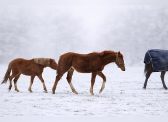 Zangersheider, Stallion, 1 year, 16,1 hh, Chestnut-Red