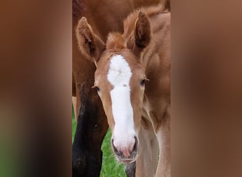 Zangersheider, Stallion, 1 year, 16,1 hh, Chestnut-Red