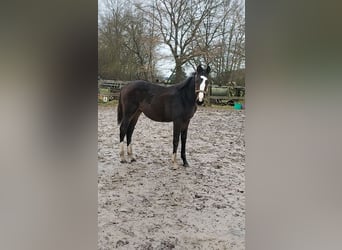Zangersheider, Stallion, 1 year, 17.1 hh, Brown
