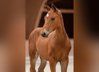 Zangersheider, Stallion, 1 year, 17 hh, Brown