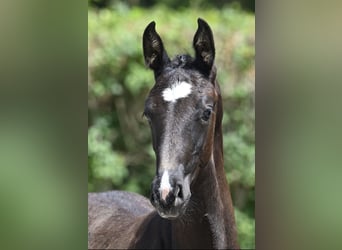 Zangersheider, Stallion, 1 year, 17,2 hh, Bay-Dark