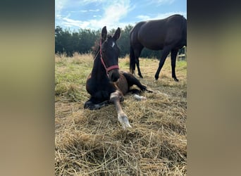 Zangersheider, Stallion, 1 year, 9.2 hh, Gray