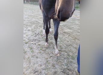 Zangersheider, Stallion, 1 year, 9.2 hh, Gray