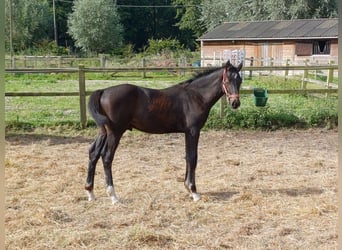 Zangersheider, Stallion, 1 year, 9.2 hh, Gray