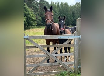 Zangersheider, Stallion, 1 year, 9.2 hh, Gray