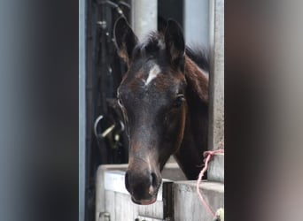 Zangersheider, Stallion, 1 year, 9.2 hh, Gray