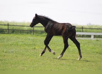 Zangersheider, Stallion, 1 year, 9.2 hh, Gray
