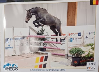 Zangersheider, Stallion, 1 year, 9.2 hh, Gray