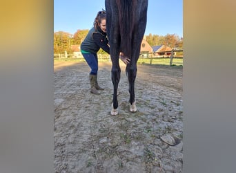 Zangersheider, Stallion, 1 year, 9.2 hh, Gray