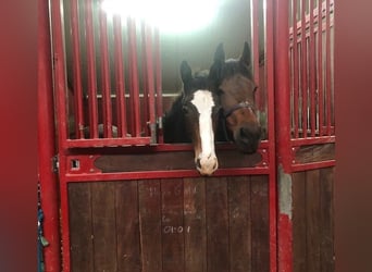 Zangersheider, Stallion, 1 year, Bay-Dark