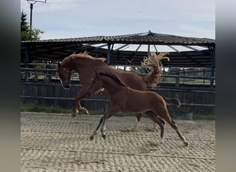 Zangersheider, Stallion, 1 year, Brown