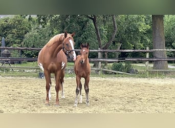 Zangersheider, Stallion, 1 year, Brown