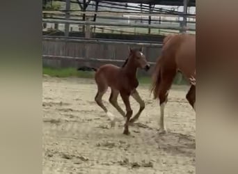 Zangersheider, Stallion, 1 year, Brown
