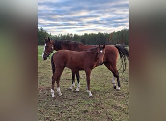 Zangersheider, Stallion, 1 year, Brown