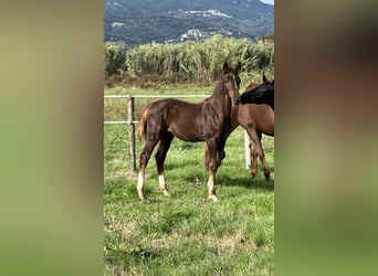 Zangersheider, Stallion, 1 year, Chestnut-Red