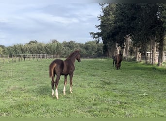 Zangersheider, Stallion, 1 year, Chestnut-Red