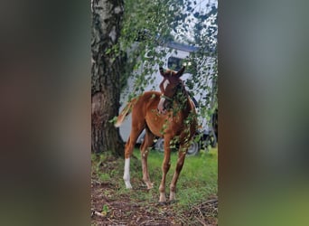 Zangersheider, Stallion, 1 year, Chestnut-Red