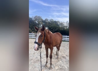 Zangersheider, Stallion, 1 year, Chestnut-Red