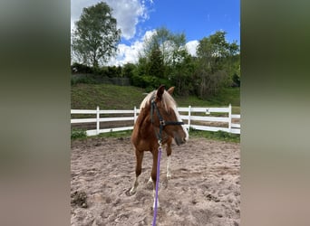 Zangersheider, Stallion, 1 year, Chestnut-Red