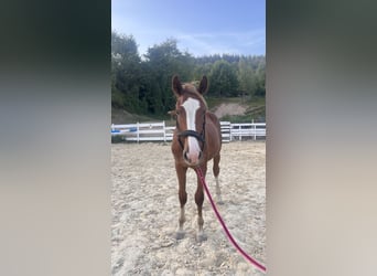 Zangersheider, Stallion, 1 year, Chestnut-Red