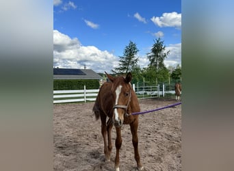 Zangersheider, Stallion, 1 year, Chestnut-Red