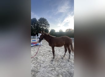 Zangersheider, Stallion, 1 year, Chestnut-Red