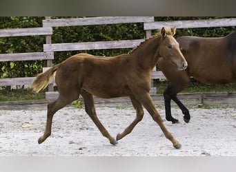 Zangersheider, Stallion, 1 year, Chestnut