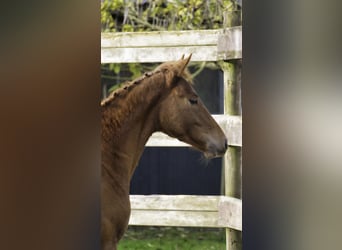 Zangersheider, Stallion, 1 year, Chestnut