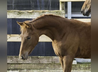 Zangersheider, Stallion, 1 year, Chestnut