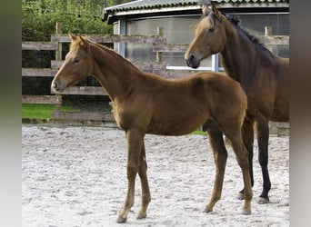 Zangersheider, Stallion, 1 year, Chestnut