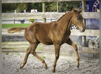 Zangersheider, Stallion, 1 year, Chestnut