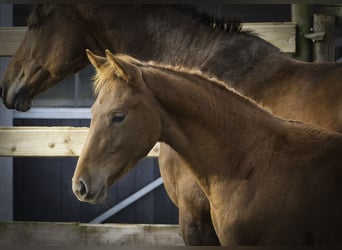 Zangersheider, Stallion, 1 year, Chestnut