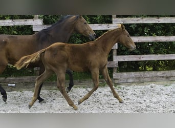 Zangersheider, Stallion, 1 year, Chestnut