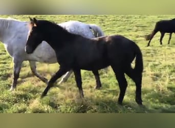 Zangersheider, Stallion, 1 year, Gray