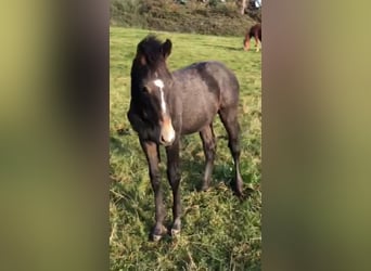 Zangersheider, Stallion, 1 year, Gray