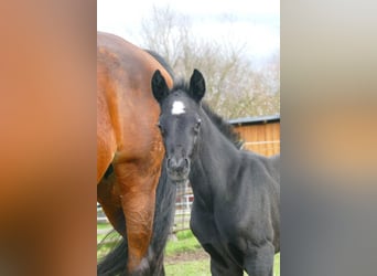 Zangersheider, Stallion, 1 year, Gray