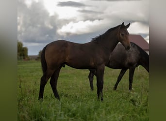 Zangersheider, Stallion, 1 year, Grey
