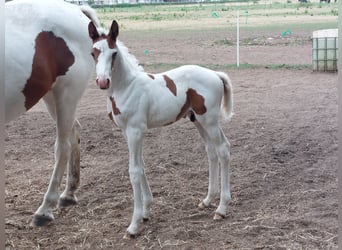Zangersheider, Stallion, 1 year, Pinto