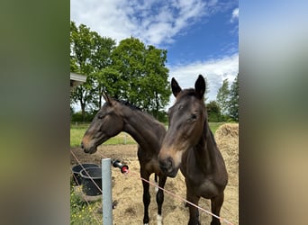 Zangersheider, Stallion, 1 year, Smoky-Black