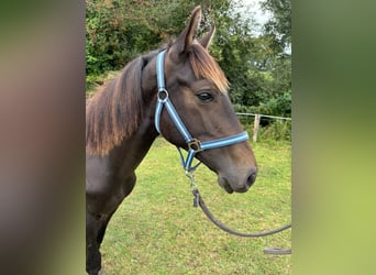 Zangersheider, Stallion, 2 years, 14,2 hh, Smoky-Black