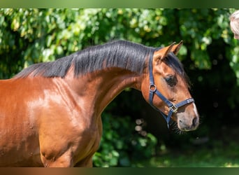 Zangersheider, Stallion, 2 years, 14,3 hh, Brown