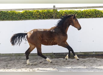 Zangersheider, Stallion, 2 years, 15.2 hh, Bay-Dark