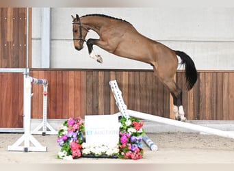 Zangersheider, Stallion, 2 years, 15.2 hh, Bay