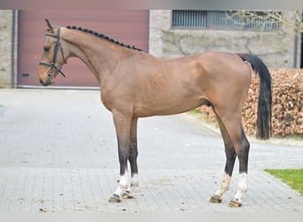 Zangersheider, Stallion, 2 years, 15.2 hh, Bay
