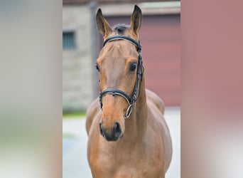 Zangersheider, Stallion, 2 years, 15.2 hh, Bay