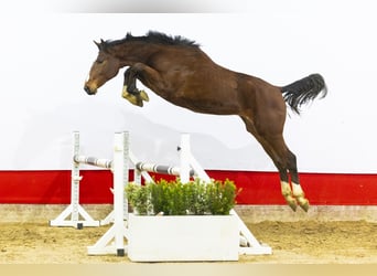 Zangersheider, Stallion, 2 years, 15,2 hh, Brown